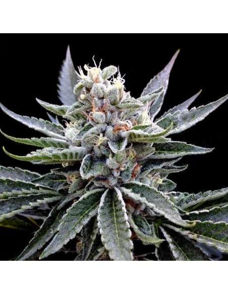 GROW YOUR OWN - Florida Gold - 1