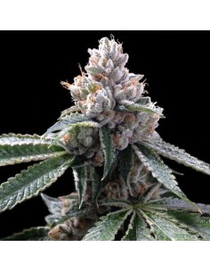 GROW YOUR OWN - Florida Lemons - 1