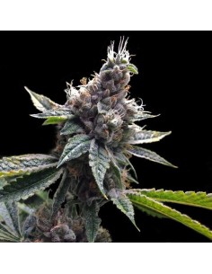 GROW YOUR OWN - Florida OG - 1