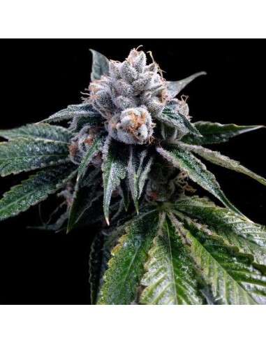 GROW YOUR OWN - Lemon Walker - 1