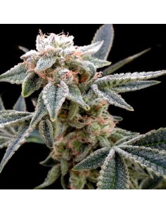 GROW YOUR OWN - White Alien - 1