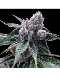 GROW YOUR OWN - White Walker Kush - 1