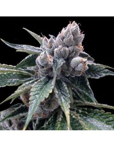 GROW YOUR OWN - White Walker Kush - 1