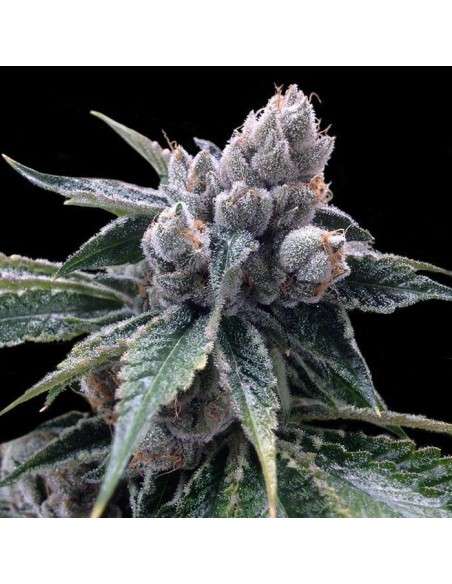GROW YOUR OWN - White Walker Kush - 1