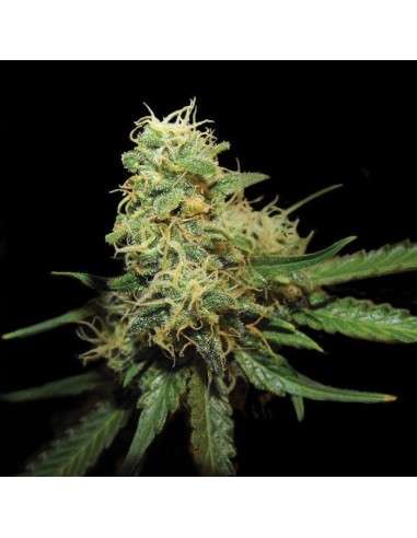 GROW YOUR OWN - R.K.S. - 1