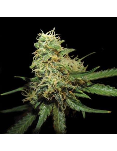 GROW YOUR OWN - R.K.S. - 1