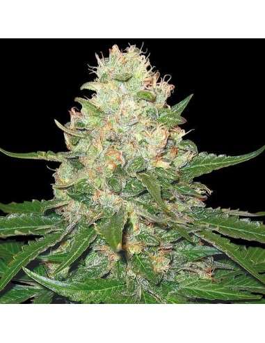 GROW YOUR OWN - Rocklock - 1