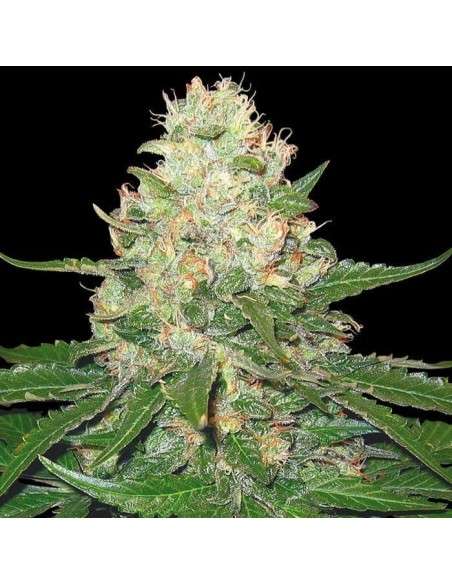 GROW YOUR OWN - Rocklock - 1