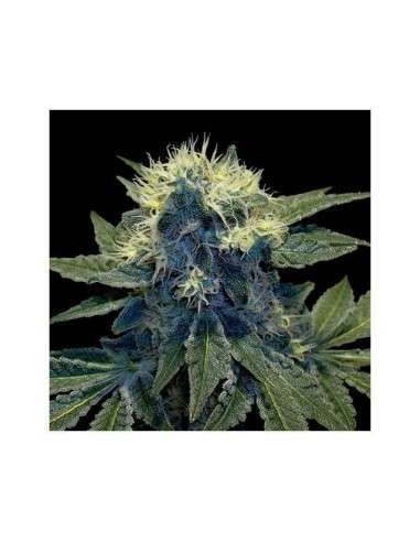 GROW YOUR OWN - Sharksbreath - 1