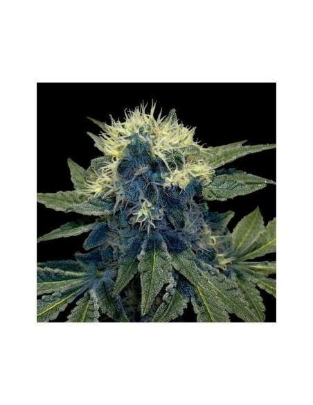 GROW YOUR OWN - Sharksbreath - 1
