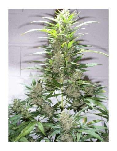 KETAMA SEEDS - Creative Auto - 1