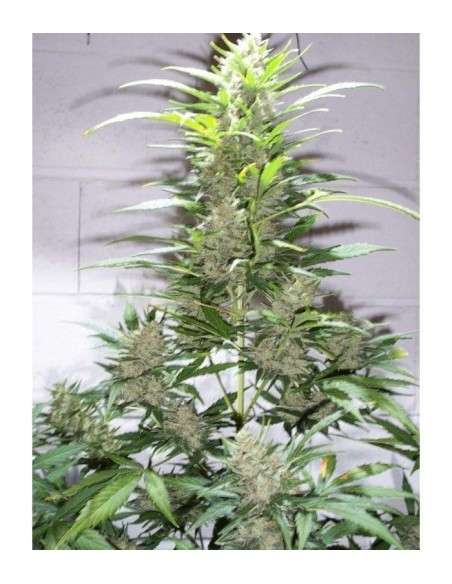 KETAMA SEEDS - Creative Auto - 1