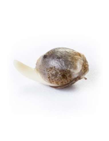 ROYAL QUEEN SEEDS - Fruit Spirit - 3