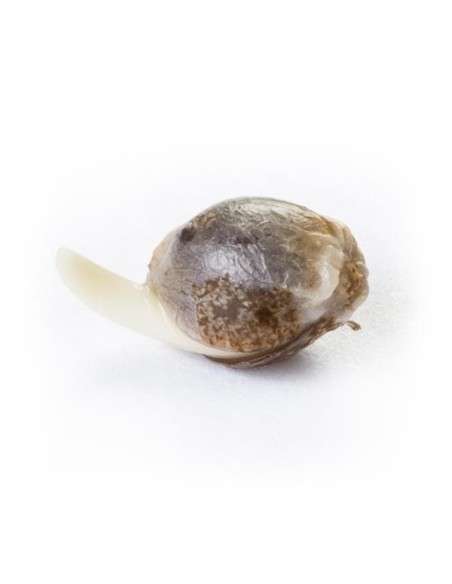 ROYAL QUEEN SEEDS - Fruit Spirit - 3
