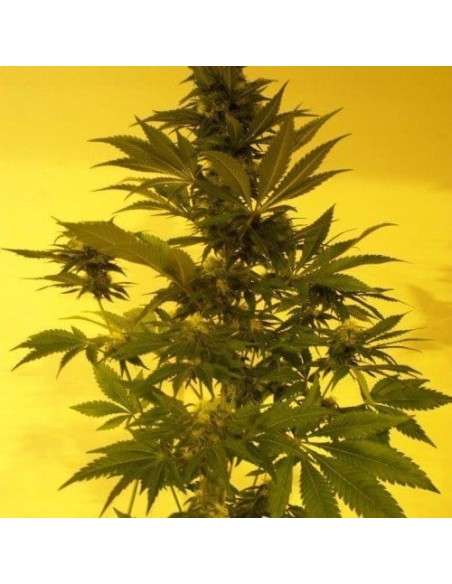 KETAMA SEEDS - Critical Auto - 1