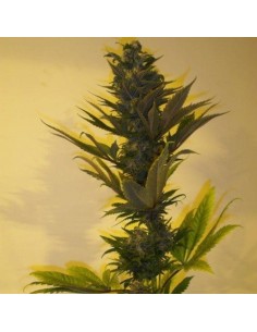 KETAMA SEEDS - Critical Herer Auto - 1