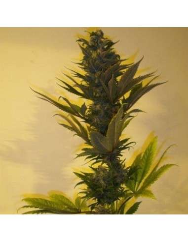 KETAMA SEEDS - Critical Herer Auto - 1