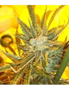 KETAMA SEEDS - Ketama Cheese Auto - 1