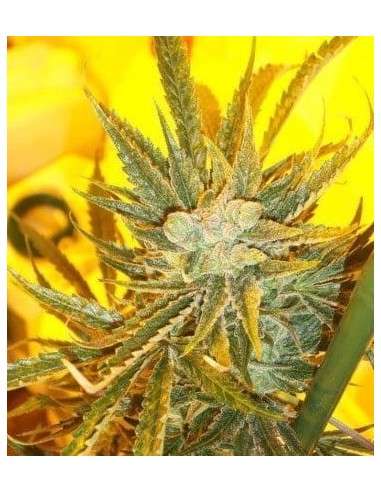 KETAMA SEEDS - Ketama Cheese Auto - 1