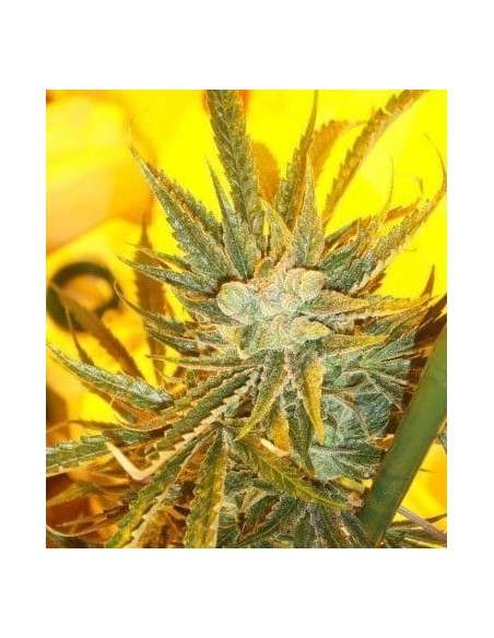 KETAMA SEEDS - Ketama Cheese Auto - 1