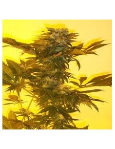 KETAMA SEEDS - Critical Herer - 1