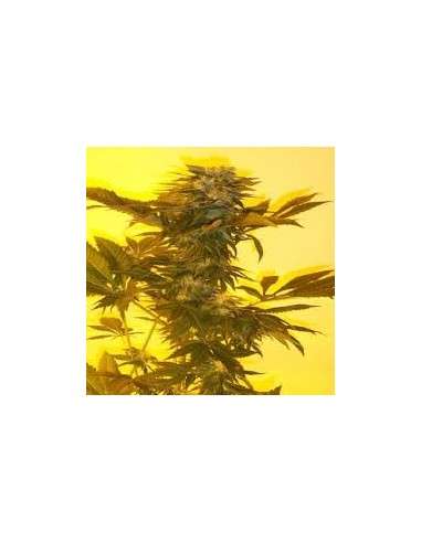 KETAMA SEEDS - Critical Herer - 1