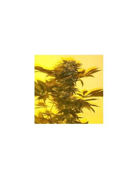 KETAMA SEEDS - Critical Herer - 1