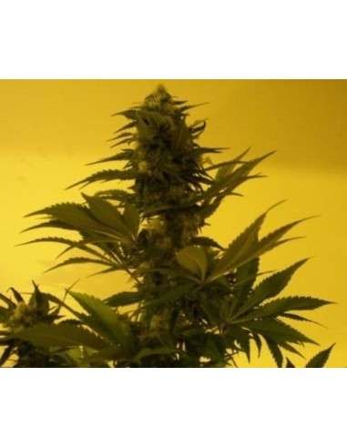 KETAMA SEEDS - Critical Ketama - 1