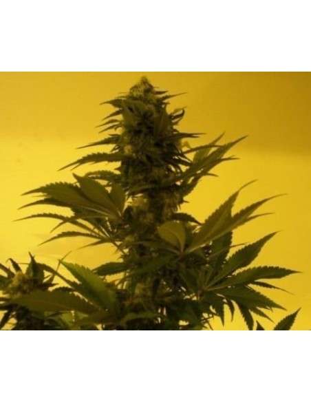 KETAMA SEEDS - Critical Ketama - 1