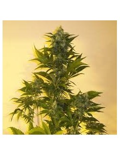KETAMA SEEDS - Critikush - 1