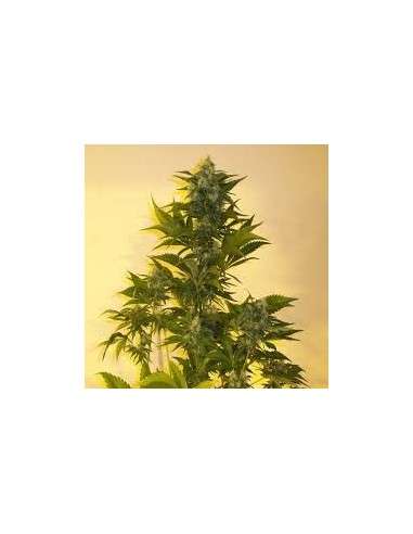 KETAMA SEEDS - Critikush - 1