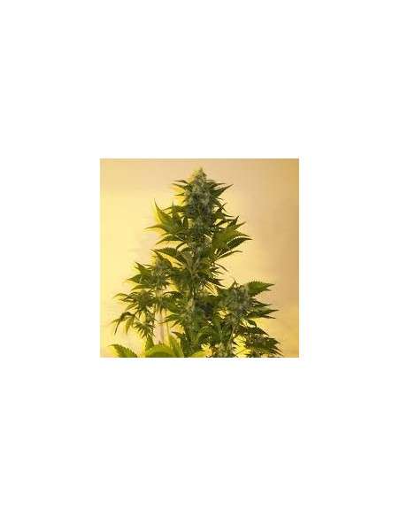 KETAMA SEEDS - Critikush - 1