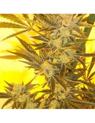 KETAMA SEEDS - Ketama Cheese - 1