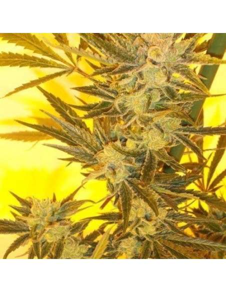 KETAMA SEEDS - Ketama Cheese - 1