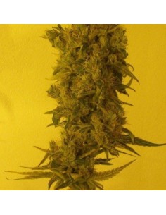 KETAMA SEEDS - Ketama Diesel - 1