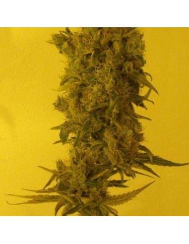 KETAMA SEEDS - Ketama Diesel - 1