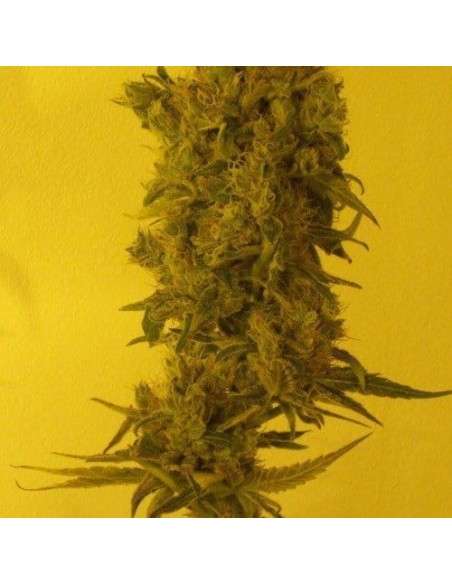 KETAMA SEEDS - Ketama Diesel - 1