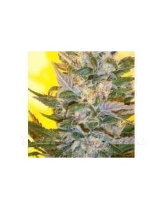KETAMA SEEDS - Creation - 1