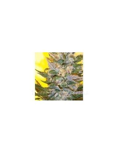 KETAMA SEEDS - Creation - 1