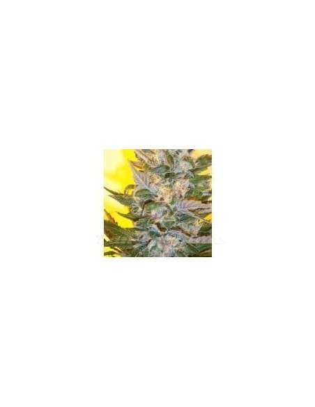 KETAMA SEEDS - Creation - 1