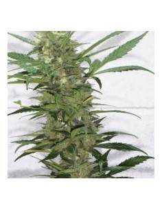 KETAMA SEEDS - Creative - 1