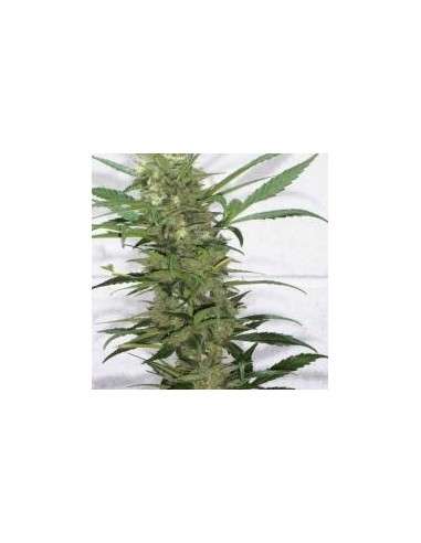 KETAMA SEEDS - Creative - 1