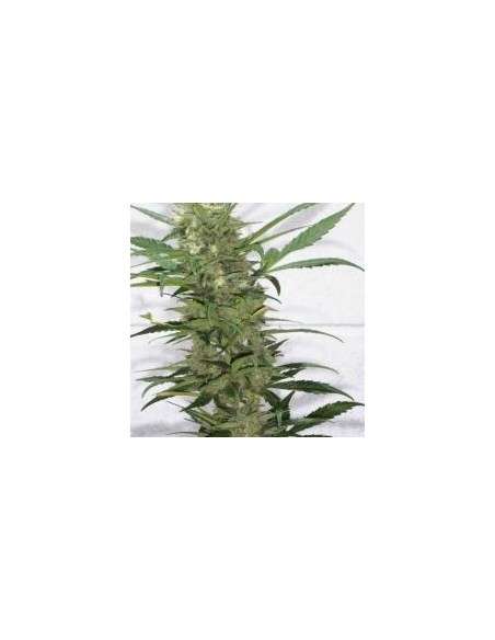 KETAMA SEEDS - Creative - 1