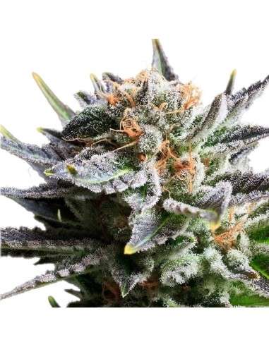 ROYAL QUEEN SEEDS - Fruit Spirit - 4