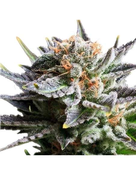 ROYAL QUEEN SEEDS - Fruit Spirit - 4