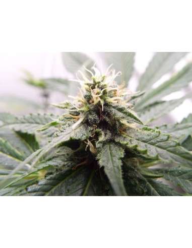 KETAMA SEEDS - Inspiration - 1
