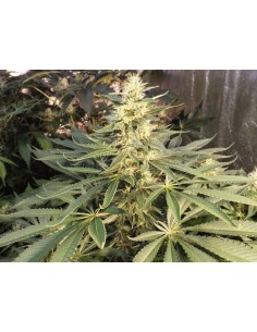 KETAMA SEEDS - Mujica Gold - 1