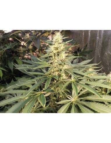 KETAMA SEEDS - Mujica Gold - 1