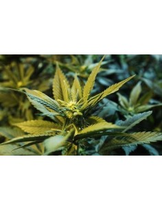 KETAMA SEEDS - Uruwhite - 1