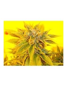 KETAMA SEEDS - Ketama Kush - 1